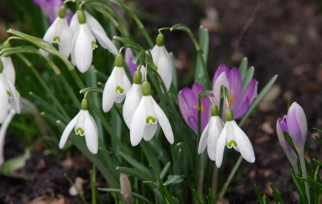 8 марта – праздник Весны, красоты и нежности!